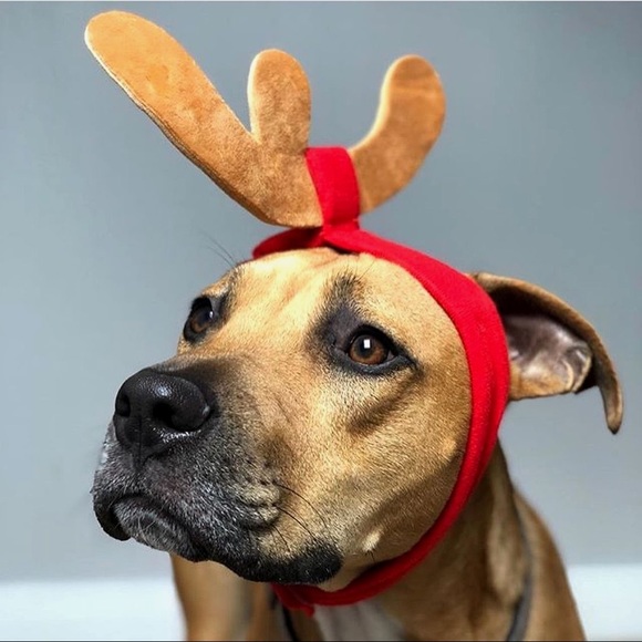 barkbox max antler